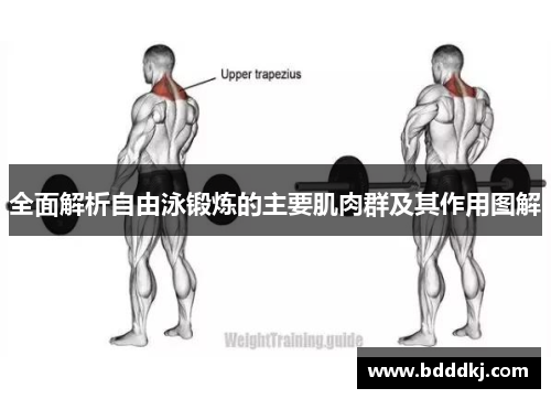 全面解析自由泳锻炼的主要肌肉群及其作用图解